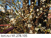 Blossoming of cherries, sweet cherries and bird cherry. Beautiful fragrant white flowers on the branches during the golden hour. Spring white flowers are collected in long thick drooping brushes. Стоковое фото, фотограф Юлия Петровская / Фотобанк Лори