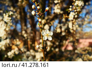 Blossoming of cherries, sweet cherries and bird cherry. Beautiful fragrant white flowers on the branches during the golden hour. Spring white flowers are collected in long thick drooping brushes. Стоковое фото, фотограф Юлия Петровская / Фотобанк Лори