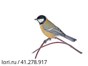 Птица большая синица сидит зимой на ветви. Изолировано на белом. A big tit sits on frosted branches. Isolated on white background. Стоковое фото, фотограф Владимир Литвинов / Фотобанк Лори