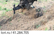 Powerful cultivator, Tiller. Gardening. Spring work on the farm. Land cultivation with a Motor ripper. Man plows the ground. Spring soil preparation for seeding. Husbandman, grower. Moto plow working. Стоковое видео, видеограф Марина Демидюк / Фотобанк Лори