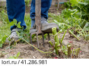 dahlia tubers just lifted for overwintering. Стоковое фото, фотограф Ольга Сейфутдинова / Фотобанк Лори