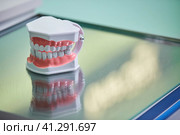 Dental layout of the jaw and teeth in the clinic, training material. Стоковое фото, фотограф Наталия Кирсанова / Фотобанк Лори