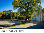 Дуб на трибунах стадиона Водник (Нижний Новгород) (2023 год). Редакционное фото, фотограф Илья Старков / Фотобанк Лори