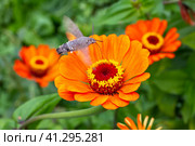 The orange flowers of zinnia are pollinated by the hawk moth. Growing flowers and gardening. Стоковое фото, фотограф Коханова Наталья / Фотобанк Лори
