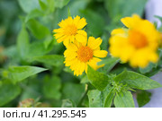 In the garden, the yellow flowers of the perennial plant Gaillardia aristata Maxima Aurea bloom. Reproduction and care. Selective focus. Стоковое фото, фотограф Коханова Наталья / Фотобанк Лори