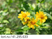 The yellow flowers of the perennial plant Gaillardia aristata Maxima Aurea bloom in the garden. Reproduction and care. Стоковое фото, фотограф Коханова Наталья / Фотобанк Лори