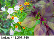 Summer flower garden in the garden. Flowers coreopsis, petunia and vegetable amaranth. Growing and caring for plants. Стоковое фото, фотограф Коханова Наталья / Фотобанк Лори