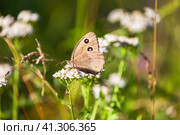 Minois dryas or dryad is butterfly of family Nymphalidae of gray-brown color with two eyes on upper wings drinks nectar from yarrow flowers on sunny summer day. Beautiful natural baclground with butterfly. Стоковое фото, фотограф Виктория Катьянова / Фотобанк Лори