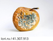A rotten apple covered with mold. Стоковое фото, фотограф Леонид Еремейчук / Фотобанк Лори
