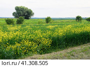 Field of rape near the road. A tree near the road. Стоковое фото, фотограф Леонид Еремейчук / Фотобанк Лори