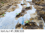 Watering system on the field of watermelons and melons. Shoots of melons and watermelons. Sown melon field. Стоковое фото, фотограф Леонид Еремейчук / Фотобанк Лори