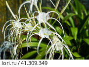 Hymenocallis littoralis or the beach spider lily growing in Malaysia. Стоковое фото, фотограф Татьяна Терехина / Фотобанк Лори