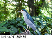 Black crowned night heron (Nycticorax nycticorax), or black-capped night-heron in Malaysia. Стоковое фото, фотограф Татьяна Терехина / Фотобанк Лори