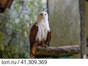 Brahminy kite (Haliastur indus), also known as the red-backed sea-eagle in Malaysia. Стоковое фото, фотограф Татьяна Терехина / Фотобанк Лори