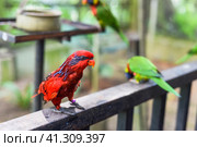 Blue-streaked lory (Eos reticulata) also known as blue-necked lory in Malaysia. Стоковое фото, фотограф Татьяна Терехина / Фотобанк Лори
