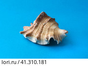 Exoskeleton of the sea mollusc. Sea shell isolated on blue background. Экзоскелет морского моллюска. Морская раковина, выделенная на синем фоне. Стоковое фото, фотограф Дмитрий Березнев / Фотобанк Лори