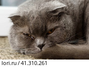 Domestic animals and pets veterinary concept. Adult grey british straight cat with watering eye. Cat with sore eye is lying in the mat. Концепция ветеринарии домашних животных. Взрослая серая британская гетеросексуальная кошка со слезящимися глазами. Кошка с воспаленным глазом лежит на коврике. Стоковое фото, фотограф Дмитрий Березнев / Фотобанк Лори