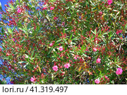 Beautiful pink blooming oleander on a sunny day. Стоковое фото, фотограф Володина Ольга / Фотобанк Лори