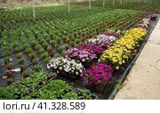 Blooming Dimorphotheca in hothouse. Стоковое фото, фотограф Яков Филимонов / Фотобанк Лори