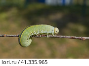 The large birch sawfly, or birch leaf–gnawer (Lat. Cimbex femoratus). The larva is very similar to a butterfly caterpillar (false caterpillar). It feeds exclusively on birch leaves. Стоковое фото, фотограф Андрей Жигальцов / Фотобанк Лори