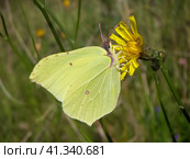 Brimstone butterfly, Gonepteryx rhamni. Стоковое фото, фотограф Любовь Назарова / Фотобанк Лори