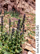 A rare plant (Ajuga orientalis) grows in the mountains close-up. Стоковое фото, фотограф Татьяна Ляпи / Фотобанк Лори