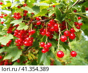 The redcurrant or red currant Ribes rubrum is a member of the genus Ribes in the gooseberry family. Tart flavor. High content of organic acids and mixed polyphenols. Bush with ripe currants close-up. Стоковое фото, фотограф Юлия Петровская / Фотобанк Лори