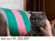 A teenager is lying on the couch at home and stroking a gray Scottish cat. Стоковое фото, фотограф Ярославский Максим / Фотобанк Лори