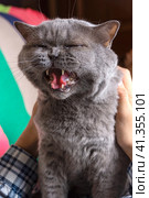 A grey Scottish cat sits on a man and looks at him with displeasure. Стоковое фото, фотограф Ярославский Максим / Фотобанк Лори