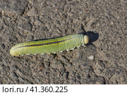The large birch sawfly, or birch leaf–gnawer (Lat. Cimbex femoratus). The larva is very similar to a butterfly caterpillar (false caterpillar). It feeds exclusively on birch leaves. Стоковое фото, фотограф Андрей Жигальцов / Фотобанк Лори