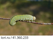 The large birch sawfly, or birch leaf–gnawer (Lat. Cimbex femoratus). The larva is very similar to a butterfly caterpillar (false caterpillar). It feeds exclusively on birch leaves. Стоковое фото, фотограф Андрей Жигальцов / Фотобанк Лори