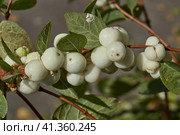 Snowberry, or snow berry or wolfberry (lat. Symphoricarpos.) - genus of deciduous shrubs, honeysuckle family (Caprifoliaceae). Autumn. Стоковое фото, фотограф Андрей Жигальцов / Фотобанк Лори