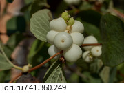 Snowberry, or snow berry or wolfberry (lat. Symphoricarpos.) - genus of deciduous shrubs, honeysuckle family (Caprifoliaceae). Autumn. Стоковое фото, фотограф Андрей Жигальцов / Фотобанк Лори