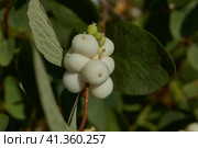 Snowberry, or snow berry or wolfberry (lat. Symphoricarpos.) - genus of deciduous shrubs, honeysuckle family (Caprifoliaceae). Autumn. Стоковое фото, фотограф Андрей Жигальцов / Фотобанк Лори