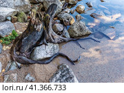 Причудливый узор из корней гнилого дерева на берегу озера. Стоковое фото, фотограф Александр Бушков / Фотобанк Лори