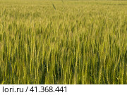Two-rowed barley or Hordeum distichon growing in the field. Стоковое фото, фотограф VittoriaChe / Фотобанк Лори