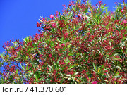 Beautiful pink blooming oleander on a sunny day. Стоковое фото, фотограф Володина Ольга / Фотобанк Лори