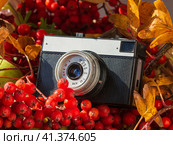 An antique camera with clusters of mountain ash. An old film camera surrounded by bright red mountain ash and autumn leaves. Autumn postcard. Concepts of aging and transience of life. Стоковое фото, фотограф Александр Кротков / Фотобанк Лори