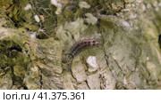 Гнездо гусениц непарного шелкопряда (Lymantria dispar) на стволе дерева. Сaterpillar nest of a gypsy moth (Lymantria dispar) on a tree trunk. Стоковое видео, видеограф Евгений Романов / Фотобанк Лори
