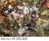 Гнездо гусениц непарного шелкопряда (Lymantria dispar) на стволе дерева. Сaterpillar nest of a gypsy moth (Lymantria dispar) on a tree trunk. Стоковое фото, фотограф Евгений Романов / Фотобанк Лори