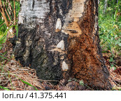 Бабочки непарного шелкопряда (Lymantria dispar) на стволе дерева. Butterflies of a gypsy moth (Lymantria dispar) on a tree trunk. Стоковое фото, фотограф Евгений Романов / Фотобанк Лори