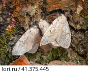 Бабочки непарного шелкопряда (Lymantria dispar) на стволе дерева. Butterflies of a gypsy moth (Lymantria dispar) on a tree trunk. Стоковое фото, фотограф Евгений Романов / Фотобанк Лори