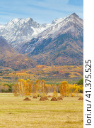 Picturesque rural autumn landscape with yellow meadows and haystacks against background of snow-capped mountains of Eastern Sayan on sunny October day. Buryatia, Baikal region, Tunka Valley, Arshan. Стоковое фото, фотограф Виктория Катьянова / Фотобанк Лори