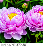 Beautiful lilac pink peony flowers close up. Peony is a genus of herbaceous perennials and deciduous shrubs, tree-like peonies. Peony family Paeoniaceae. Generated by AI. Charming bouquet. Стоковое AI-изображение, AI-художник Юлия Петровская / Фотобанк Лори