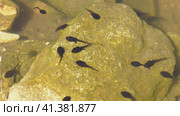 Южный Урал, лето. Головастики в горном пруду. Southern Urals, summer. Tadpoles in a mountain pond. Стоковое видео, видеограф Евгений Романов / Фотобанк Лори