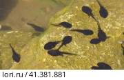 Южный Урал, лето. Головастики в горном пруду. Southern Urals, summer. Tadpoles in a mountain pond. Стоковое видео, видеограф Евгений Романов / Фотобанк Лори