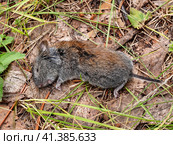 Мёртвый грызун: красно-серая полёвка (Myodes rufocanus). A dead rodent: grey red-backed vole (Myodes rufocanus). Стоковое фото, фотограф Евгений Романов / Фотобанк Лори