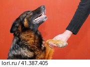 Собака - верный друг и преданный помощник человека. Стоковое фото, фотограф Алексей Герман / Фотобанк Лори