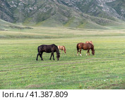 Horses with foals grazing in a pasture in the Altai Mountains. Стоковое фото, фотограф Фотограф / Фотобанк Лори