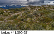 Typical vegetation of southern Patagonia. Stunted bushes, grass, and a plant endemic to South America, Yareta, grow on stony soil. Mountains against a cloudy sky. Bridges Island. Argentina. (2023 год). Стоковое фото, фотограф Вера Ивановна Кубарева / Фотобанк Лори